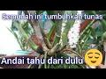 Download Lagu Tunas Anggrek 300% Lebih Cepat Dengan Cara ini