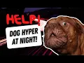 Why is my dog HYPER at night Hyper Puppy Meaning