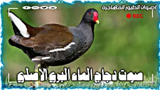 صوت دجاج الماء البري الاصلي لايك اشتراك بالقناه ليصلك كل جديد موسم الصيد 