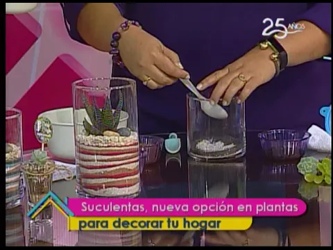 Suculentas, nueva opción en plantas para decorar tu hogar