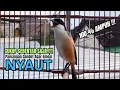 Download Lagu burung cendet gacor FULL ISIAN BONGKAR JITU, PANCINGAN CENDET AGAR BUNYI jadikan BURUNG PENTET GACOR