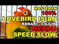 Download Lagu MASTERAN LOVEBIRD ISIAN KENARI DAN CILILIN GACOR