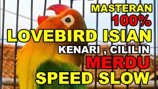 masteran lovebird isian kenari dan cililin gacor