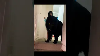 الكلب الأسود شيطان        دندنها