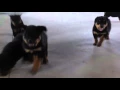Rottweiler Puppies For Adoption 1 267 289-2581