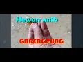 Download Lagu Tonggeret -  Garengpung || Hewan Kecil Suara Unik
