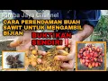 Lagu TEHNIK PERENDAMAN BUAH SAWIT UNTUK MENGAMBIL BIJIAN  ⭕ SEPERTI INI CARANYA ‼️