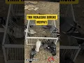 Download Lagu Trik Menjebak Burung Merpati 🐦 #feedshorts #fypshorts