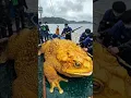 Download Lagu Fishermen catch giant frogs 😲 #shorts #frog #giant #trending #short #animals