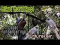 Download Lagu Mikat burung murai kopi atau murai air dihutan sumatra...