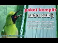 Lagu MASTERAN CUCAK IJO FULL ISIAN TEMBAKAN KASAR MATERI MEWAH UNTUK BURUNG LOMBA