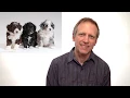 My Top 10 Reasons AussieDoodles are better than goldendoodles labradoodles or any kind of doodle
