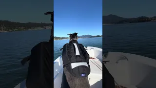 #fyp #pets #doberman #dream #boat