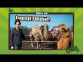 Download Lagu Bronstige kamelen?! | Op 't erf met Eelke en Eva #14