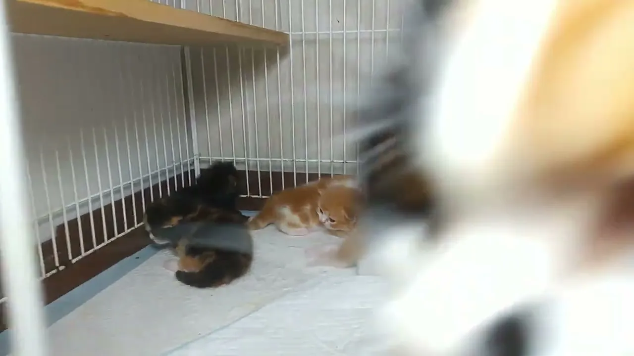 動画