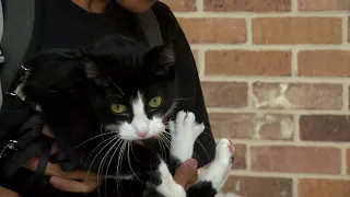 Lyft rider in Austin says driver took off with his cat they were reunited after desperate plea