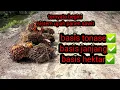 Download Lagu Sistem perhitungan upah kerja panen kelapa sawit