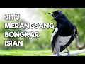 Lagu TERAPI KACER GACOR INI AMPUH ATASI KACER MACET BUNYI LANGSUNG NYAUT EMOSI BUKA EKOR