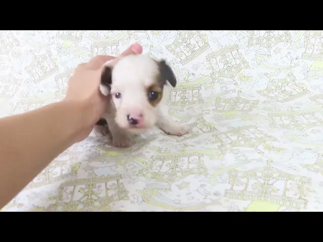 動画
