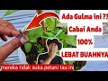 Gulma Cabai Paling Dicari Petani Cabai Organik..!!