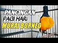 Download Lagu MURAI BORNEO LAIN MEDADAK JADI GACOR !!! PANCINGAN AMPUH PENDONGKRAK EMOSI !!!