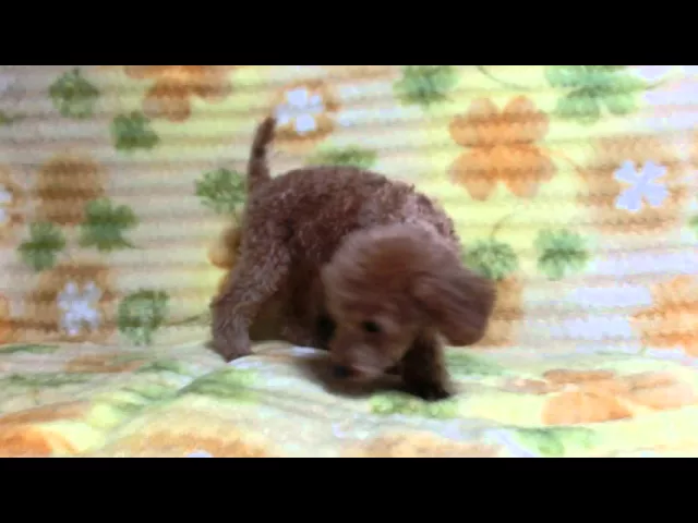 動画