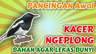 Download SUARA KOMBINASI KACER BETINA MEMANGGIL JANTAN menaikan birahi dan emosi kacer MP3