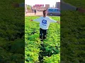 Download Lagu Billa Sonipat Ala || Ashiq || Shorts Video || #shorts