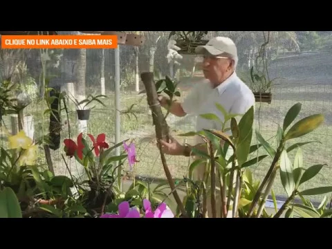 COMO PLANTAR ORQUIDEAS EM TOQUINHOS / 3 FORMAS