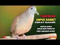 Lagu Perkutut Lokal Gacor AMPUH Untuk Pancingan Semua Burung Perkutut Agar Cepat Bunyi | Zebra Dove Z46