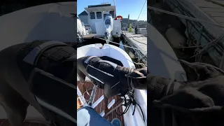 #dream #fyp #pets #doberman #boat