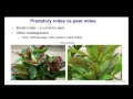 Webinar - Identifying Pests and Beneficial Insects and Mites