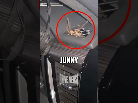 Why Spiders Are Living In Your Gas Tank 🕷️⛽️