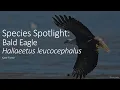 Species Spotlight Bald Eagle