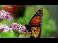 Download Lagu DIAM DIAM SALOMA KARAOKE