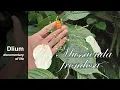 Download Lagu Kingkilaban (Mussaenda frondosa)
