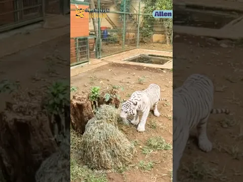 KAMUFLASE DI KANDANG HARIMAU MENGGUNAKAN GHILLIE SUIT!