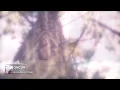 fall back - oncor & Conro