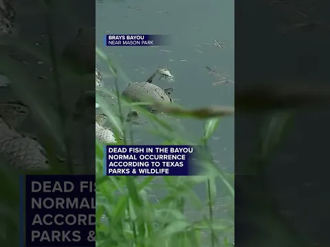 Dead fish in the bayou