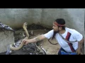 Download Lagu Man Selecting Cobras For Snake Show. Selection of snakes for the \ MP3
