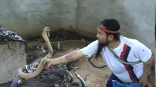 man selecting cobras for snake show selection of snakes for the 