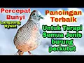 Perkutut lokal gacor pancingan ampuh Suara disukai burung perkutut bikin cepat bunyi langsung nyaut 