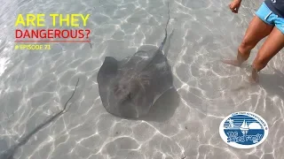 Are they dangerous? (The Sailing Family) Ep.71