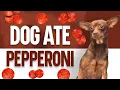 My Dog Ate Pepperoni - Will He Get Sick