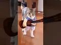 Download Lagu kucing main gitar #sgorts #cutecat #funny #catlover #teddykittens #animal