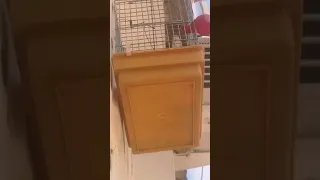الدليل انو تغريد حمليل ناجح تحية لناس التلقام الشلف  الدليل انو تغريد حمليل ناجح تحية لناس التلقام الشلف