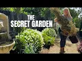 Download Lagu Removing the Dead Arborvitae \u0026 Planting Star Jasmine in the Secret Garden! 🪏🪴🌳