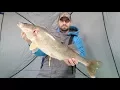 Huge Walleye Caught on JT Panfish Snare