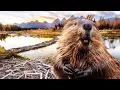 Are Beavers Actually Good at Dams