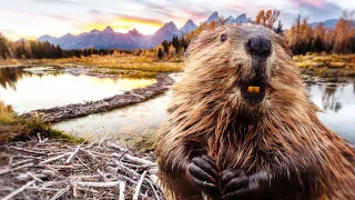 Are Beavers Actually Good at Dams?